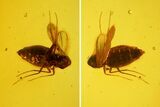 Three Fossil Flies (Diptera) In Baltic Amber #139032-2